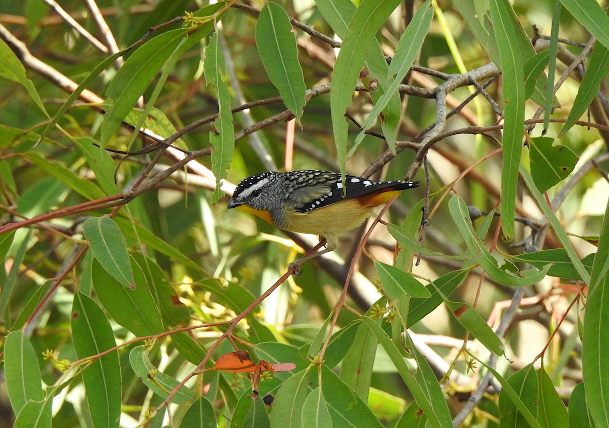 Spotted Pardalote - ML618871598