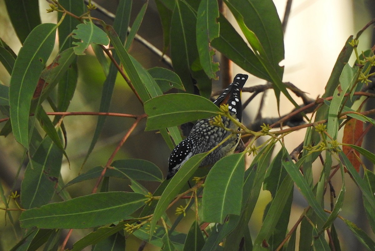 Spotted Pardalote - ML618871601