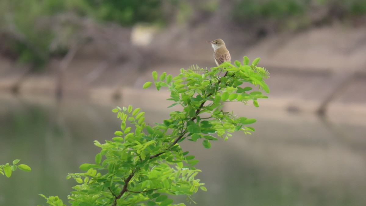 Oriental Reed Warbler - YUKIKO ISHIKAWA