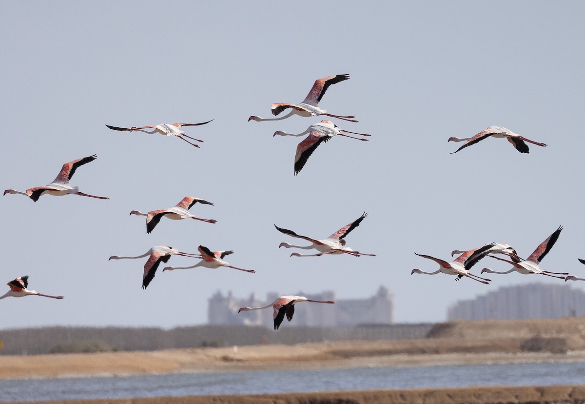 Greater Flamingo - Ilan Moriya