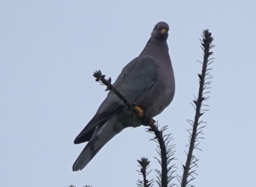 Band-tailed Pigeon - ML618871684