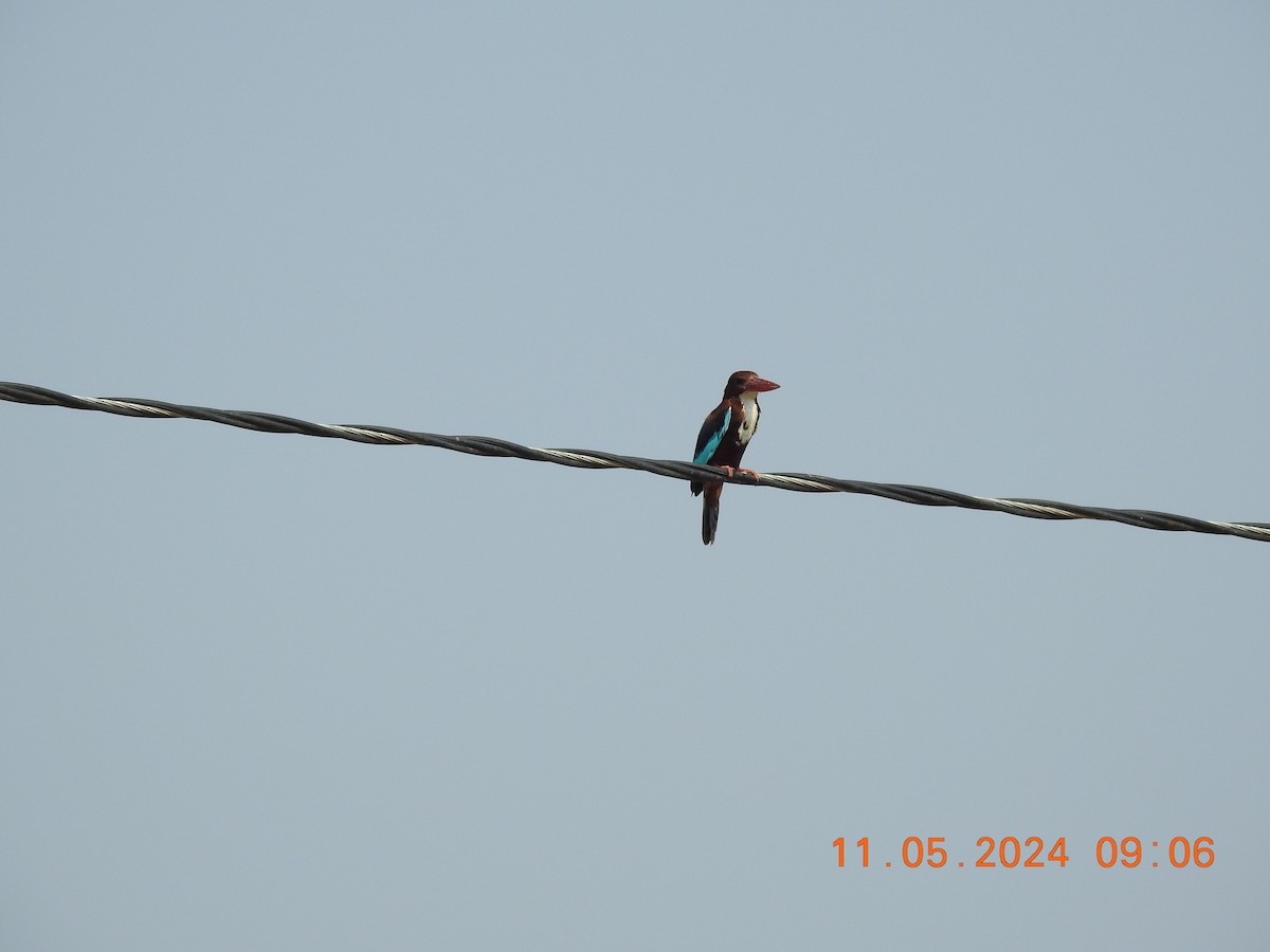 White-throated Kingfisher - Chitra Shanker