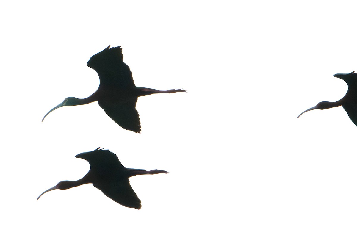 ibis americký - ML618871701