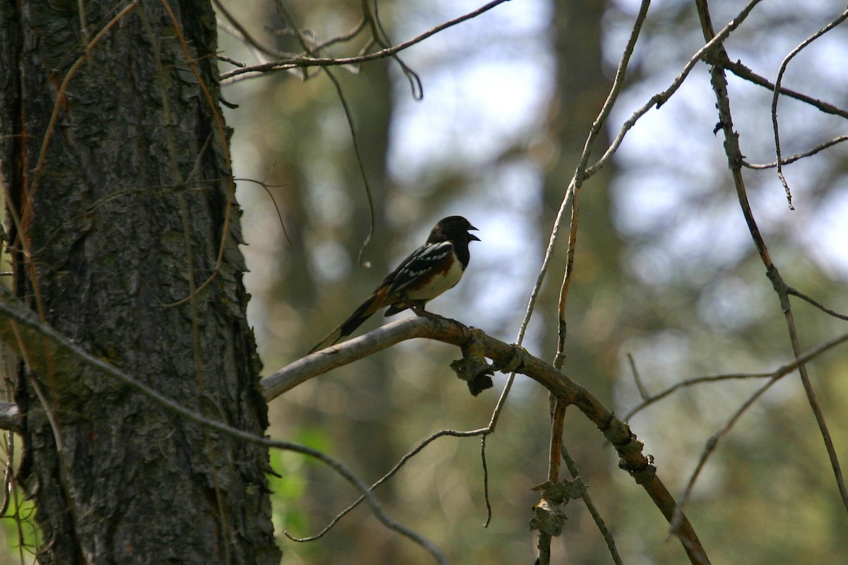 Spotted Towhee - ML618871706