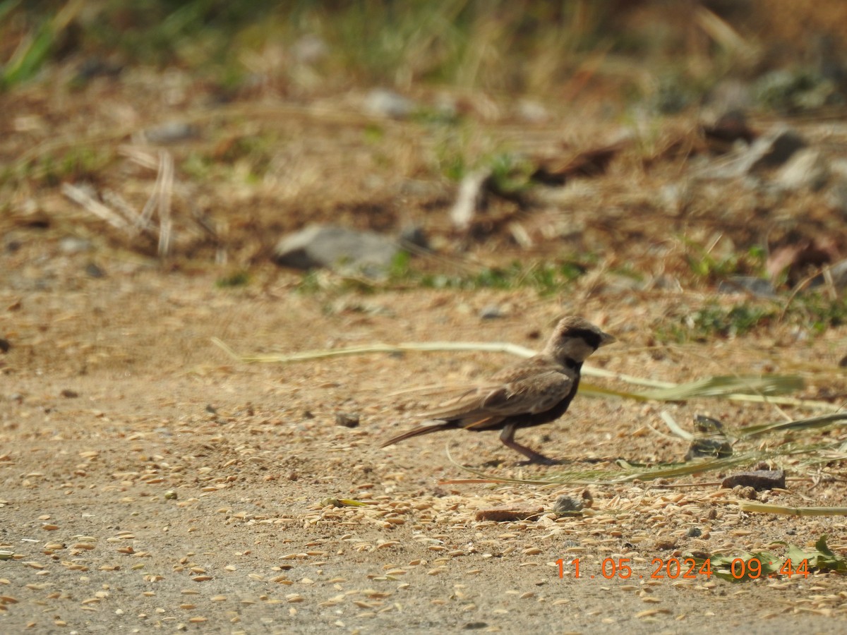 Ashy-crowned Sparrow-Lark - ML618871712
