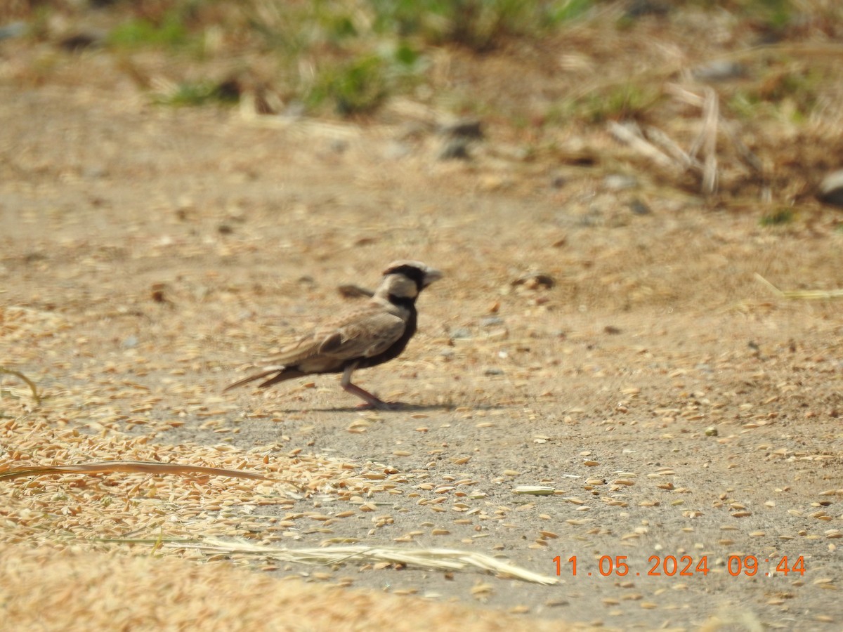 Ashy-crowned Sparrow-Lark - Chitra Shanker