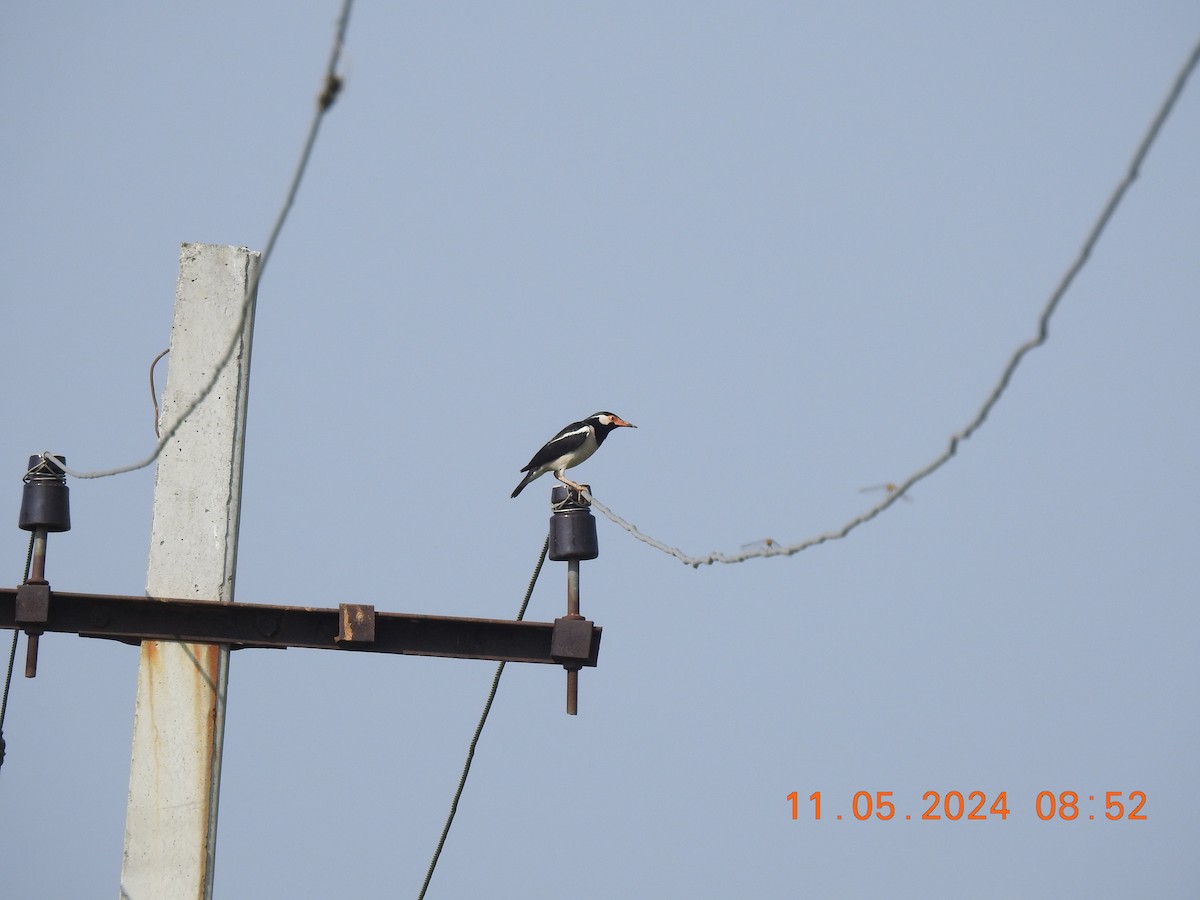 Indian Pied Starling - ML618871731