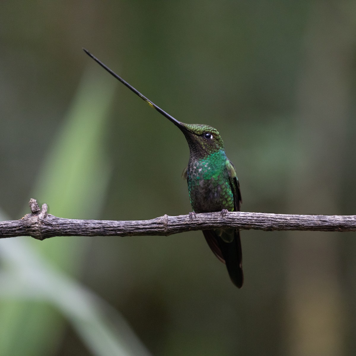 Sword-billed Hummingbird - PATRICK BEN SOUSSAN
