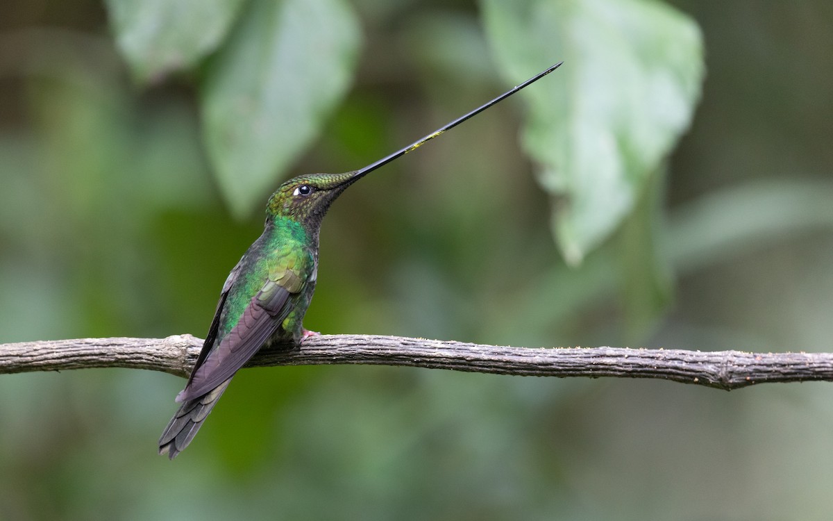 Sword-billed Hummingbird - PATRICK BEN SOUSSAN