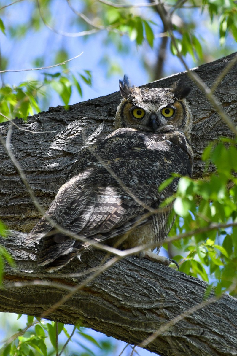 Great Horned Owl - ML618871753