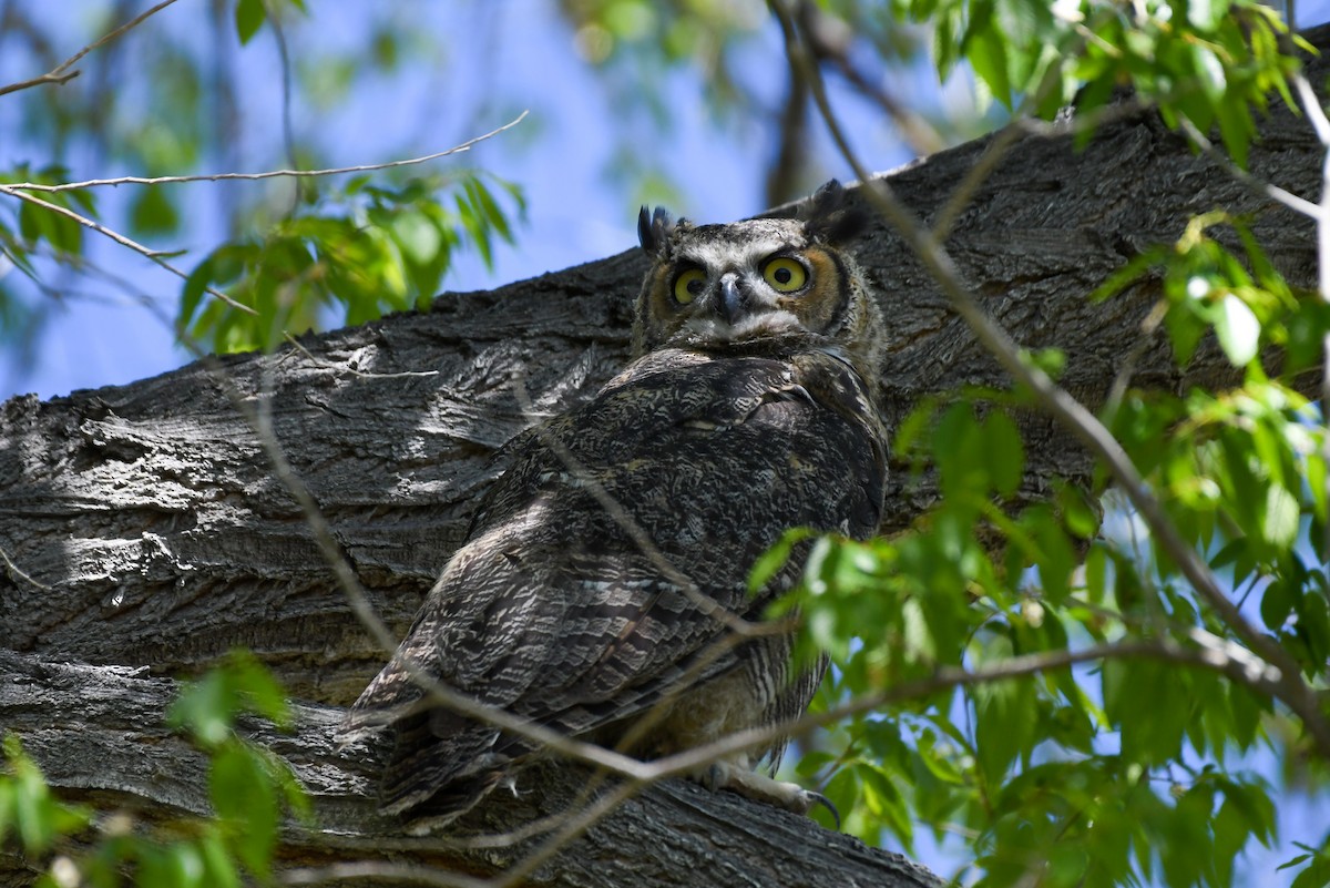 Great Horned Owl - ML618871754
