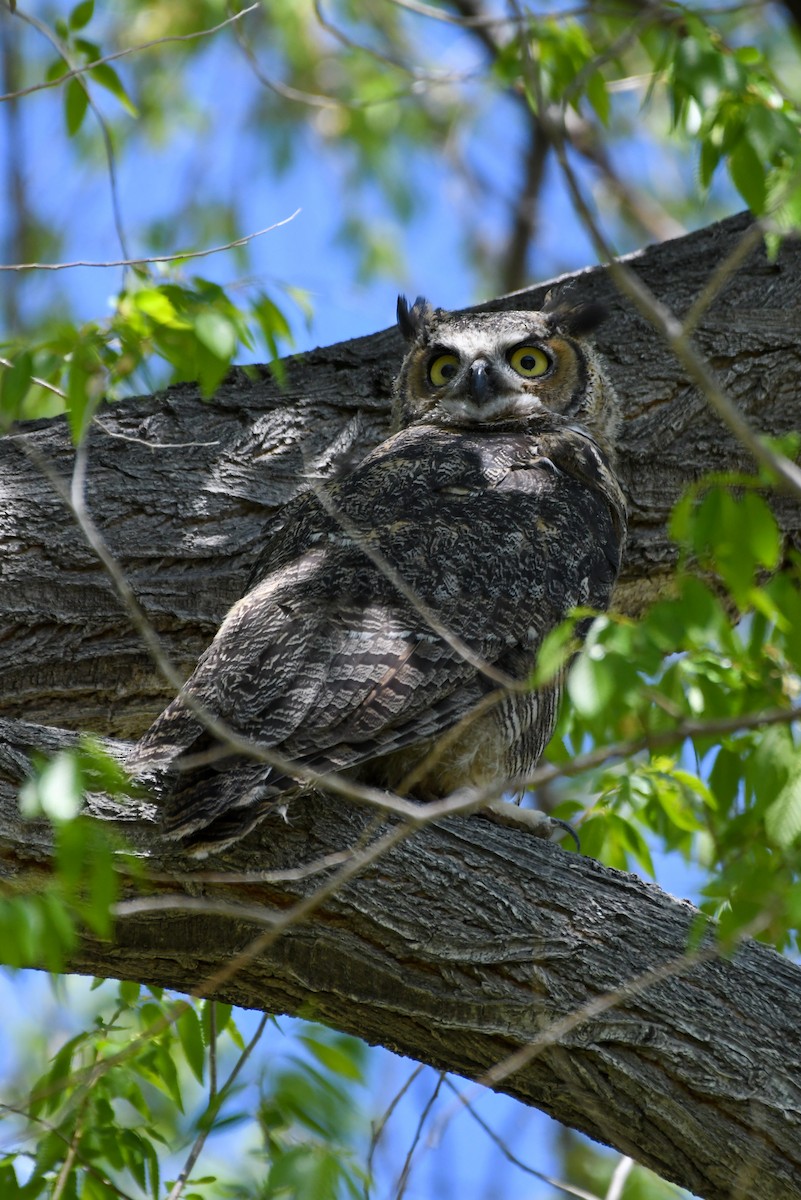 Great Horned Owl - ML618871755