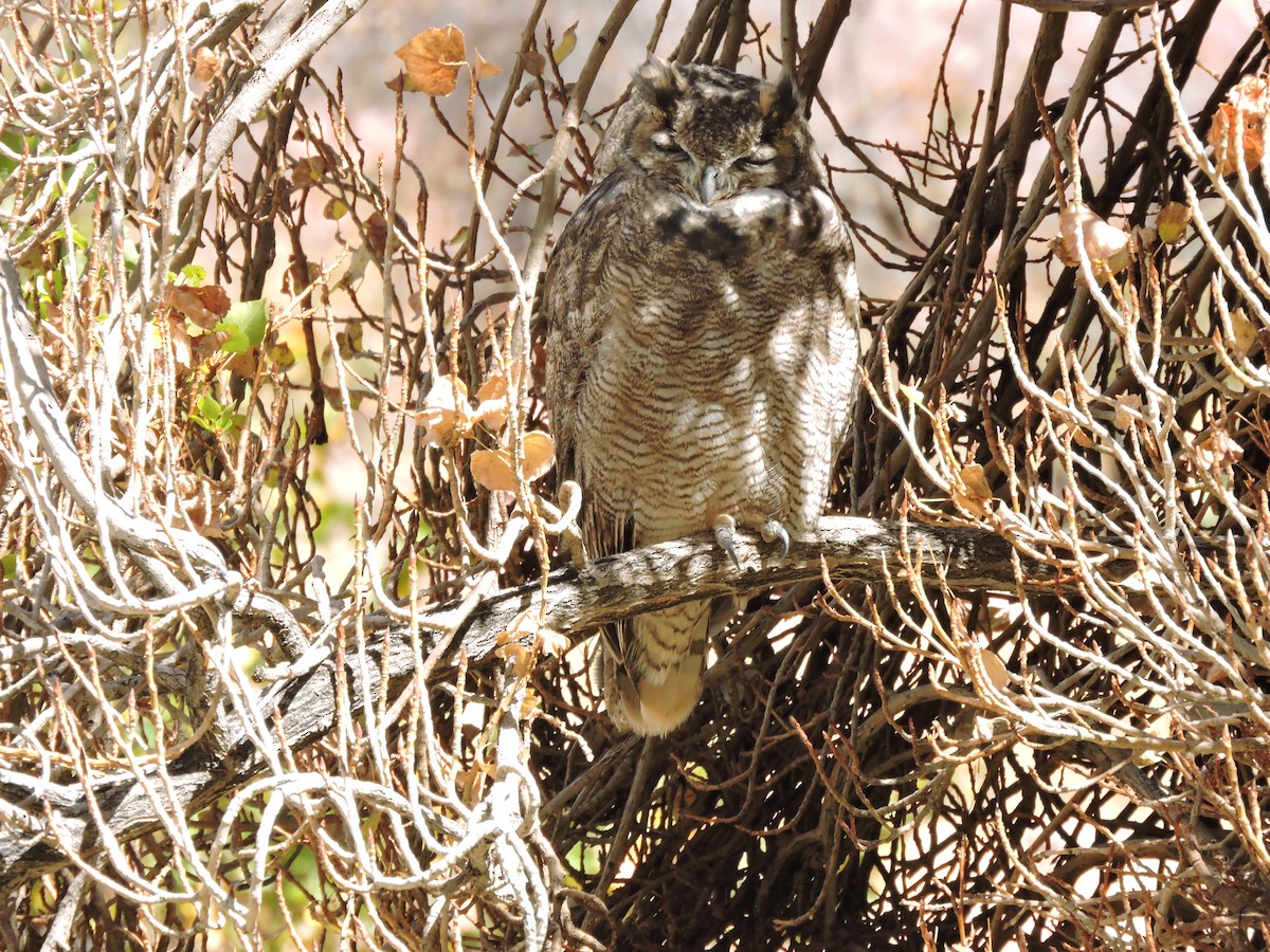 Lesser Horned Owl - ML618871761