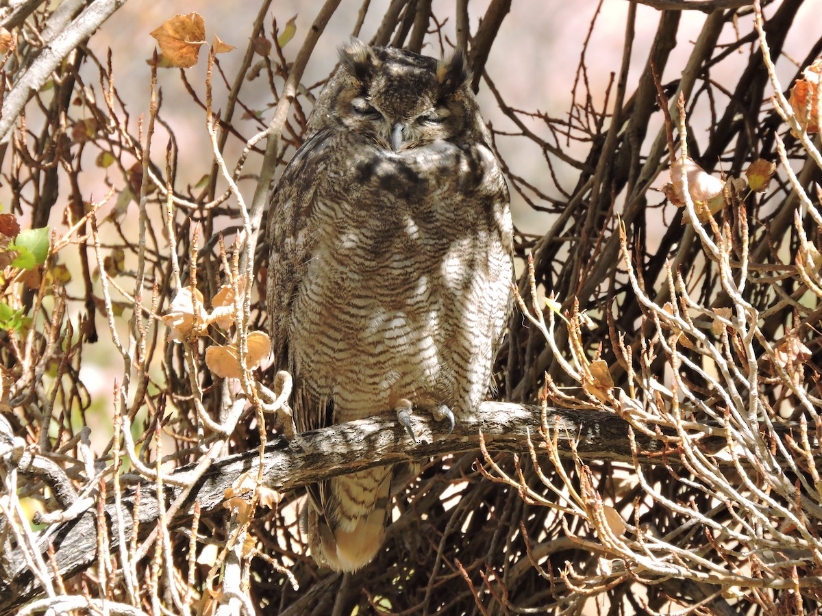 Lesser Horned Owl - ML618871762