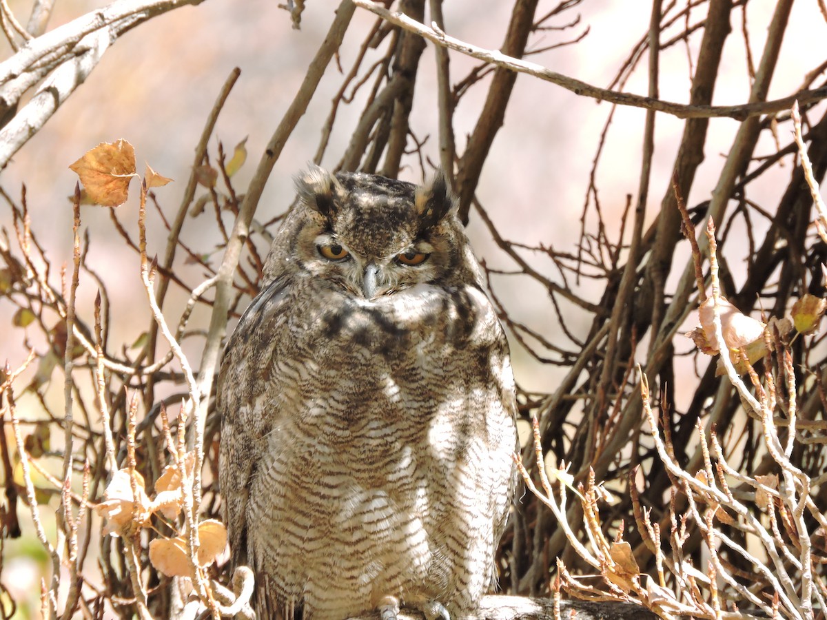 Lesser Horned Owl - ML618871763