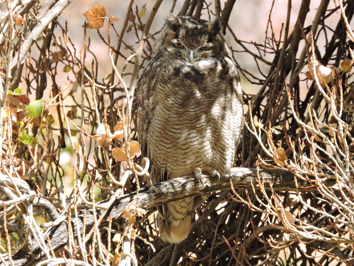 Lesser Horned Owl - ML618871764