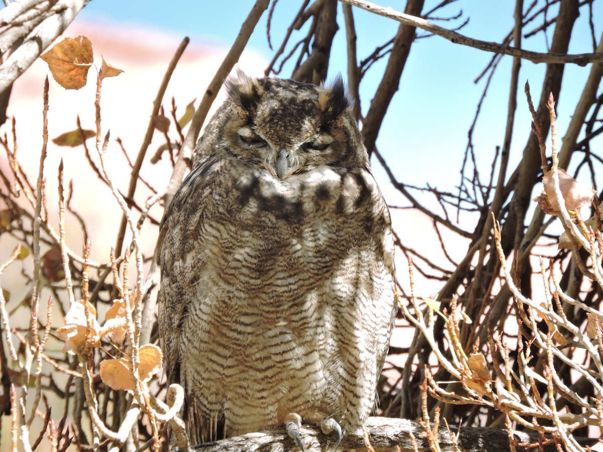 Lesser Horned Owl - ML618871765