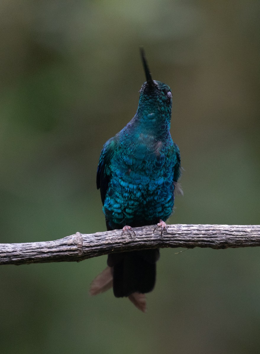 kolibřík modrokřídlý - ML618871766