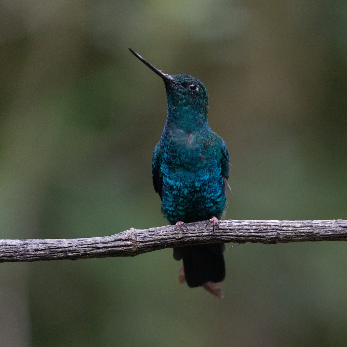 kolibřík modrokřídlý - ML618871767
