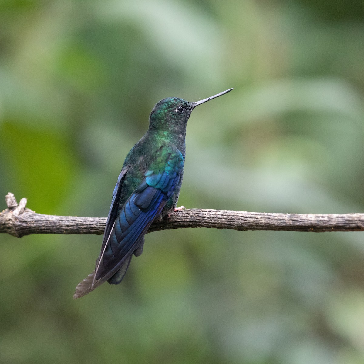 kolibřík modrokřídlý - ML618871769