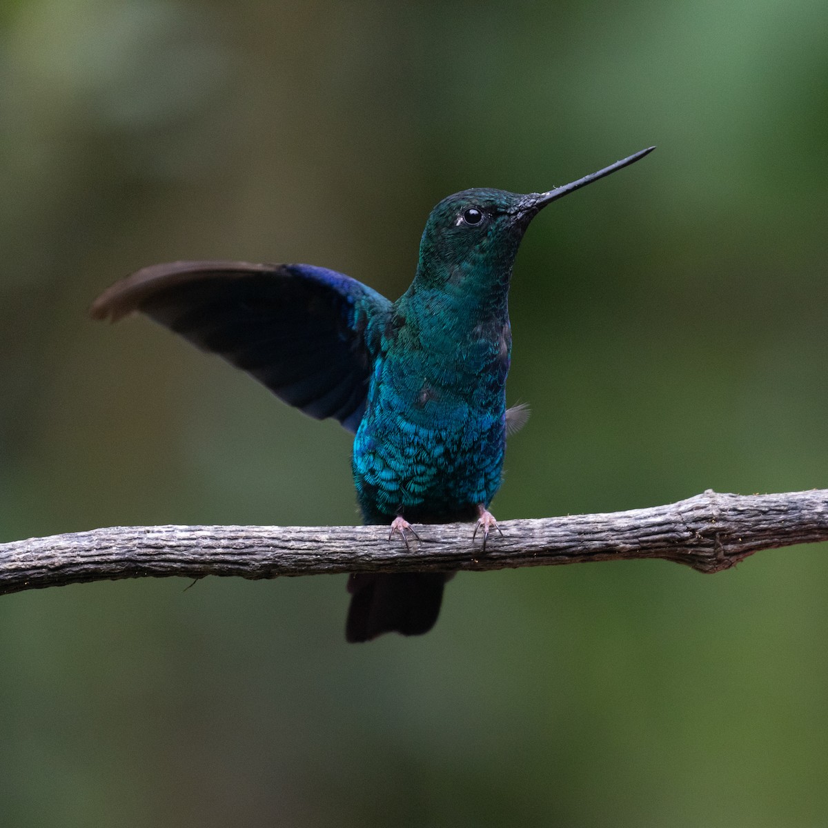 kolibřík modrokřídlý - ML618871770