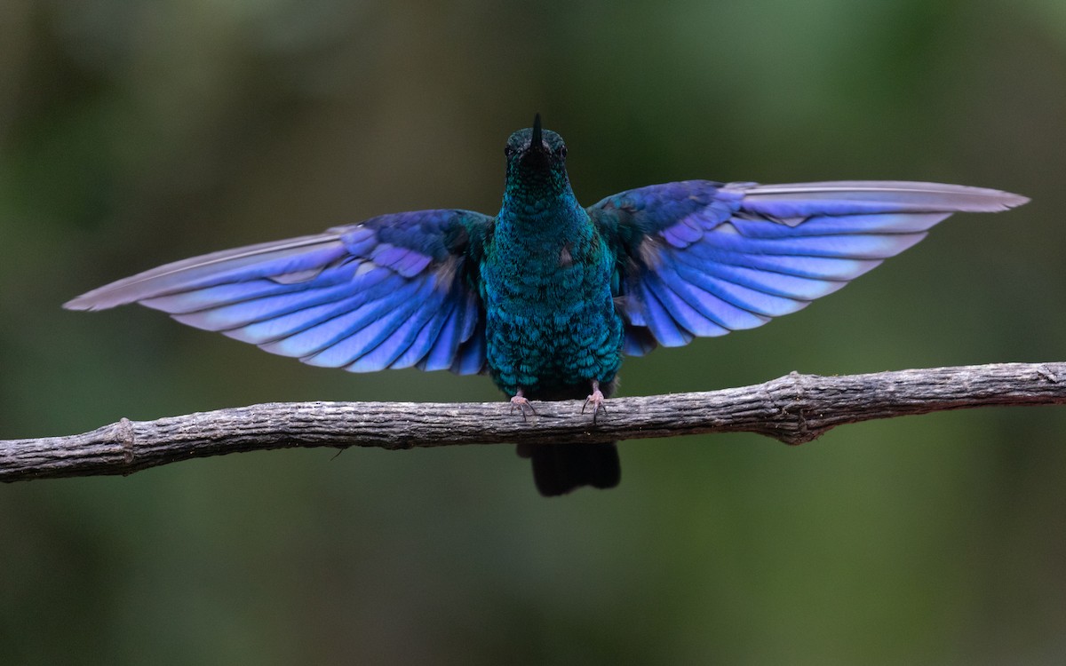 kolibřík modrokřídlý - ML618871771