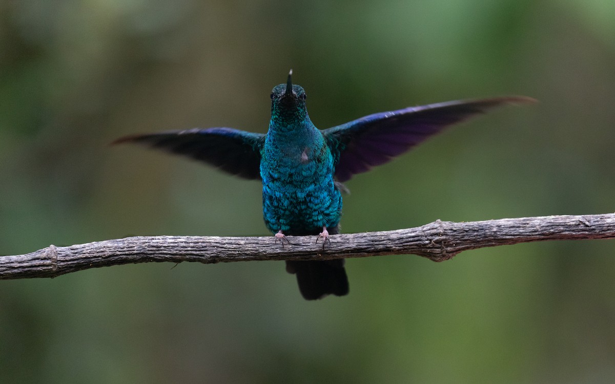 kolibřík modrokřídlý - ML618871772