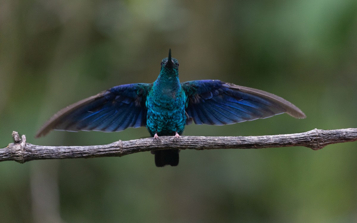 kolibřík modrokřídlý - ML618871773