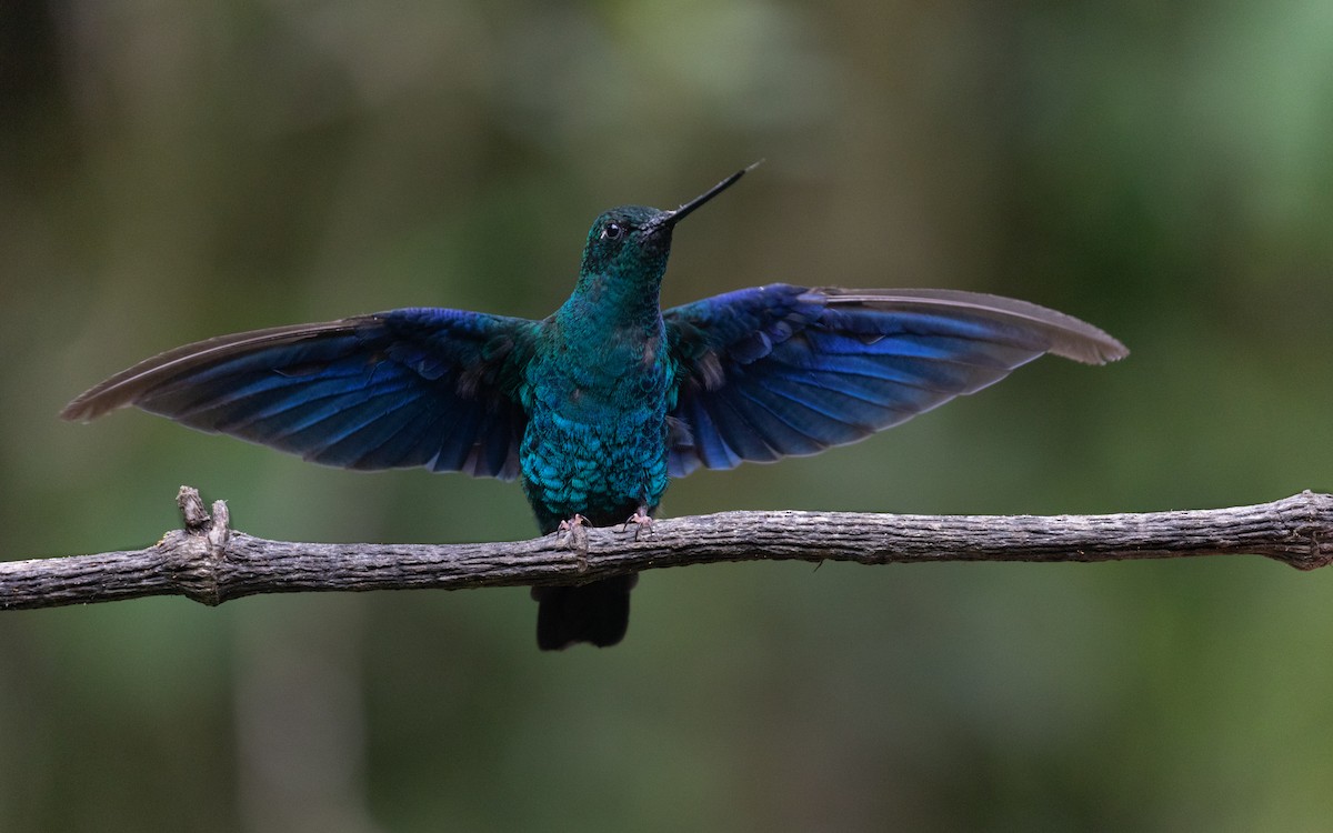kolibřík modrokřídlý - ML618871774