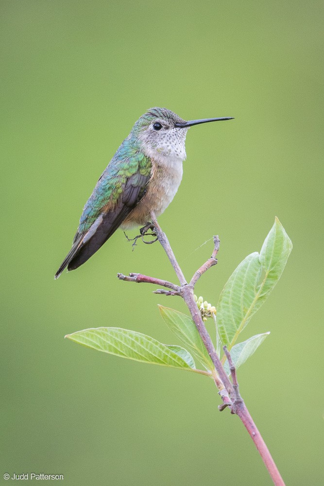 Broad-tailed Hummingbird - Judd Patterson