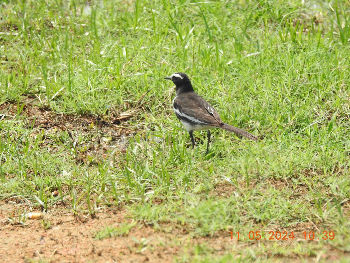 White-browed Wagtail - ML618871805