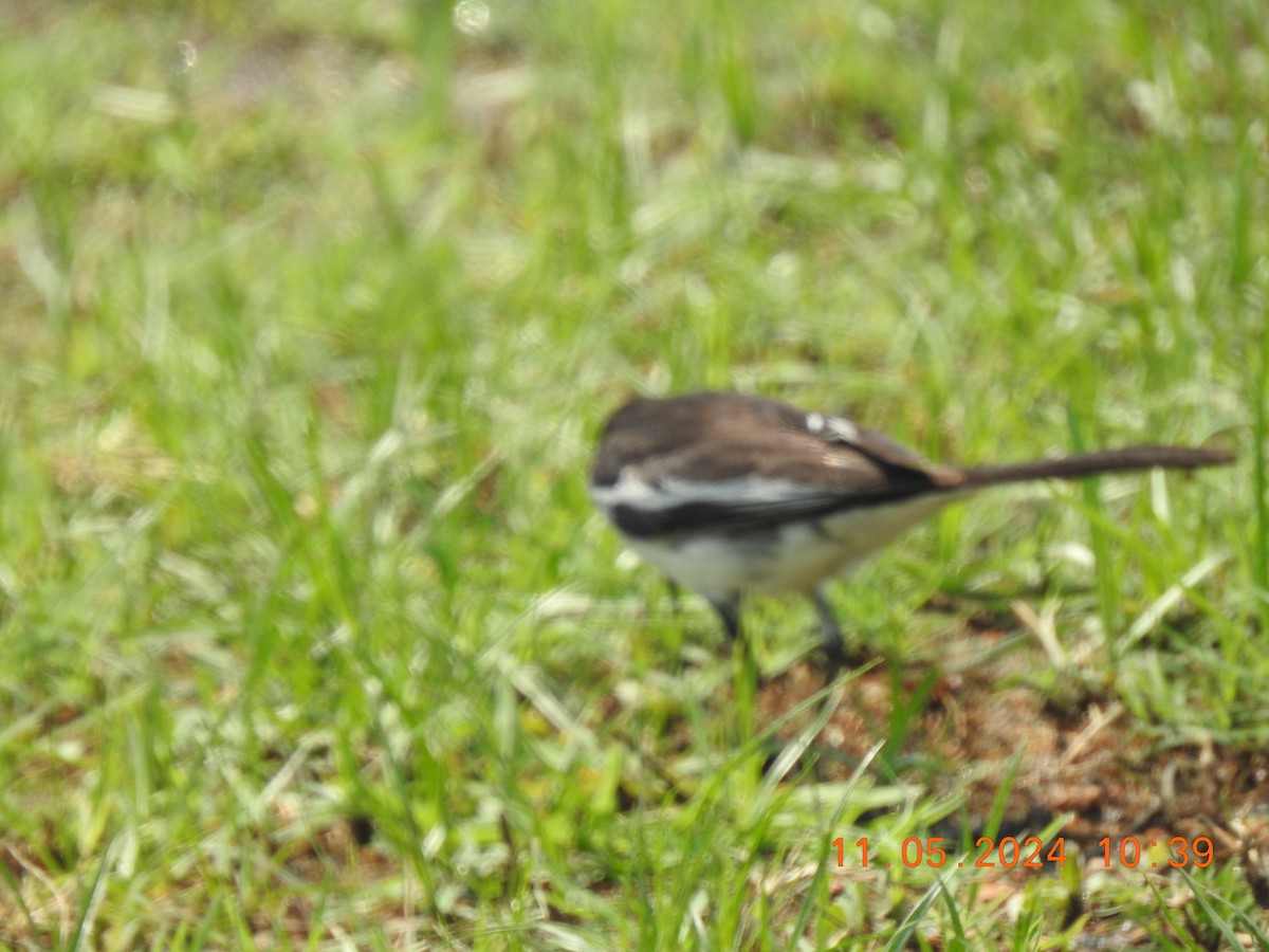 White-browed Wagtail - ML618871807