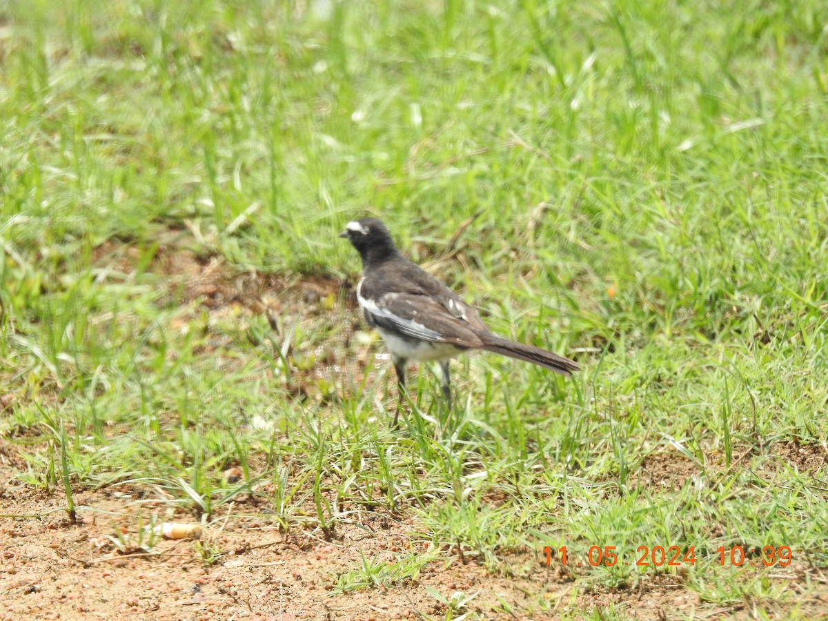 White-browed Wagtail - ML618871808