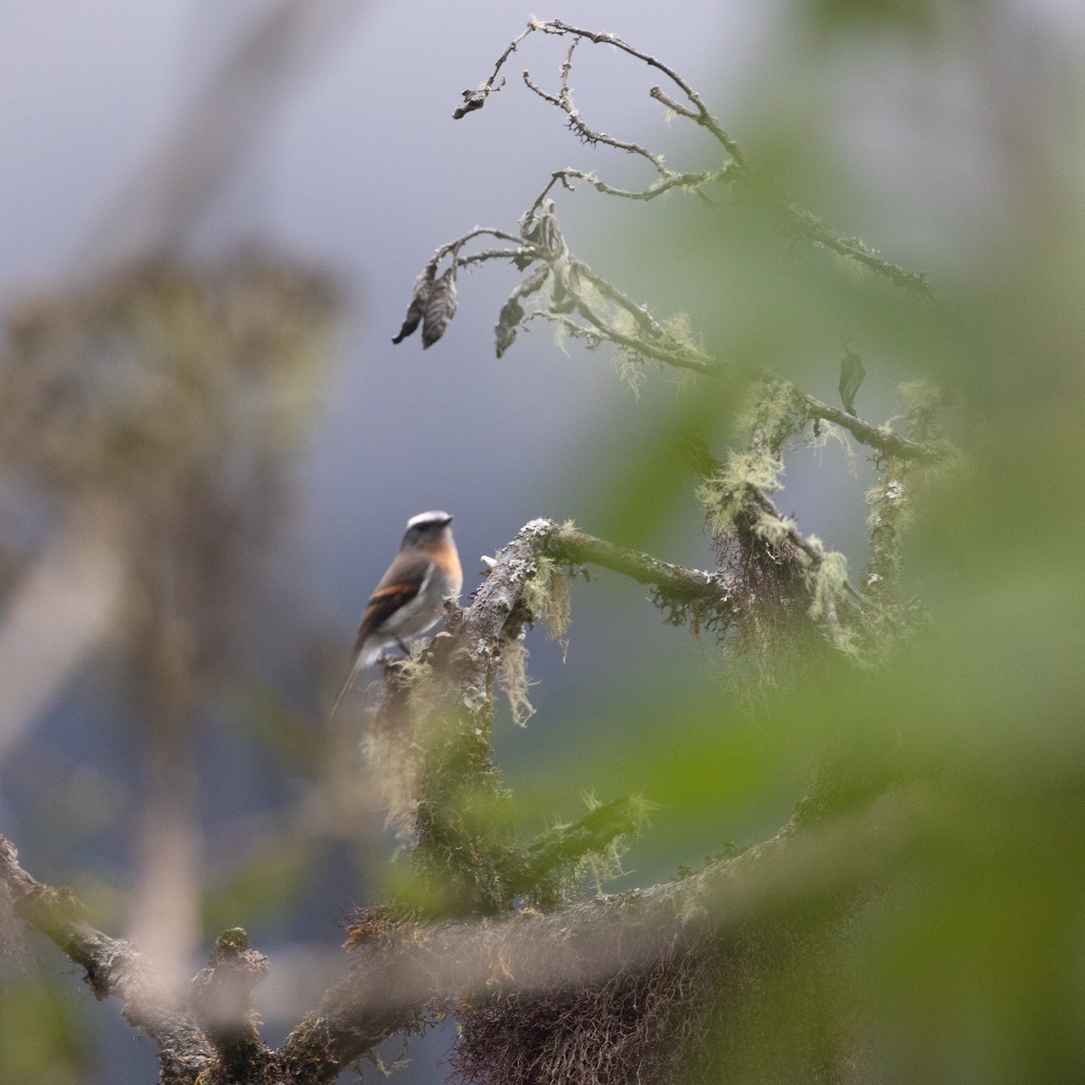Brown-backed Chat-Tyrant - ML618871811