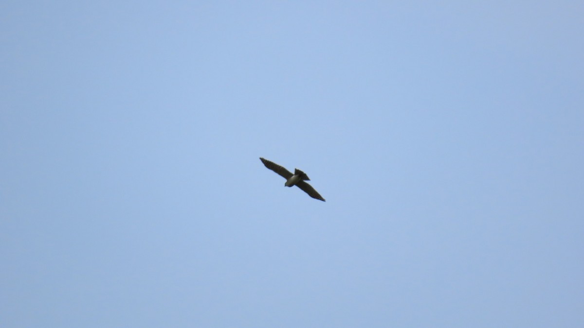 Eurasian Sparrowhawk - ML618871824