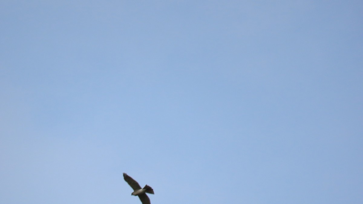 Eurasian Sparrowhawk - ML618871825