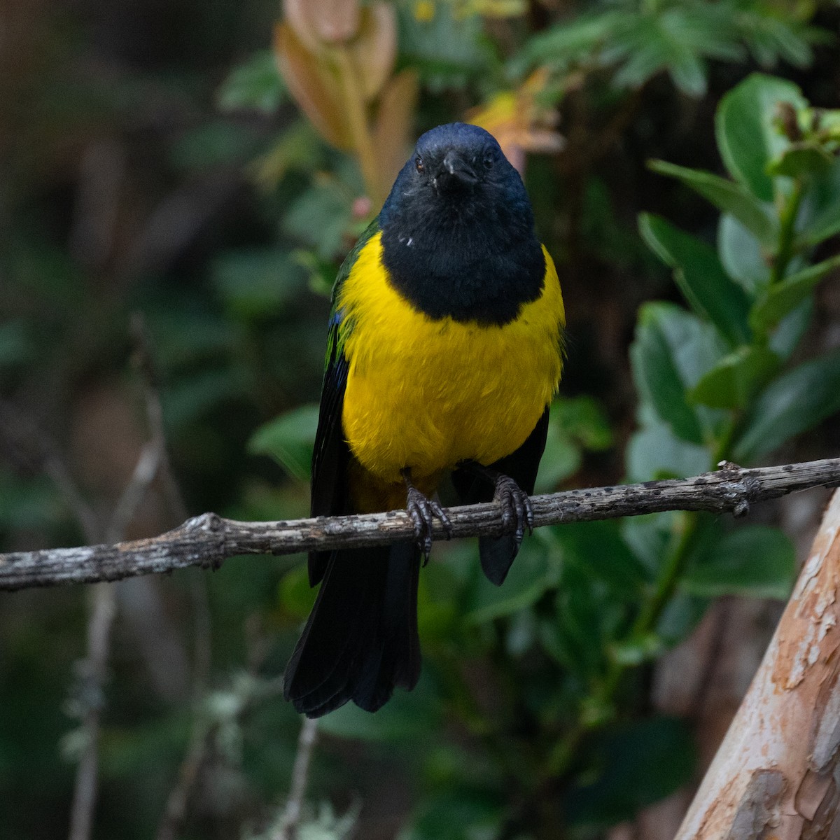 Black-chested Mountain Tanager - ML618871853