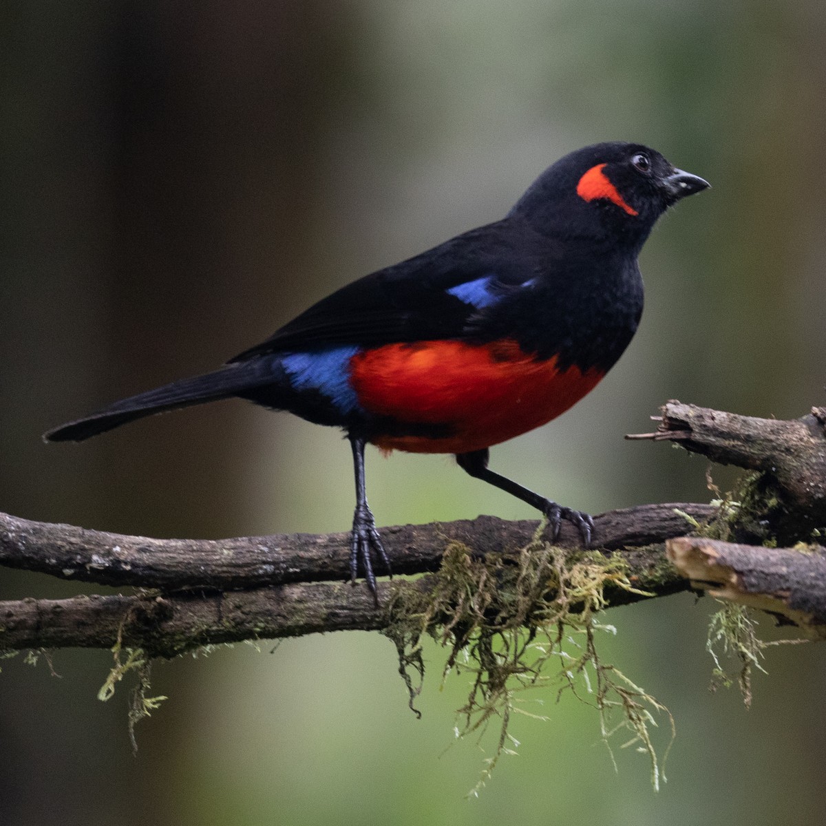 Scarlet-bellied Mountain Tanager - ML618871864