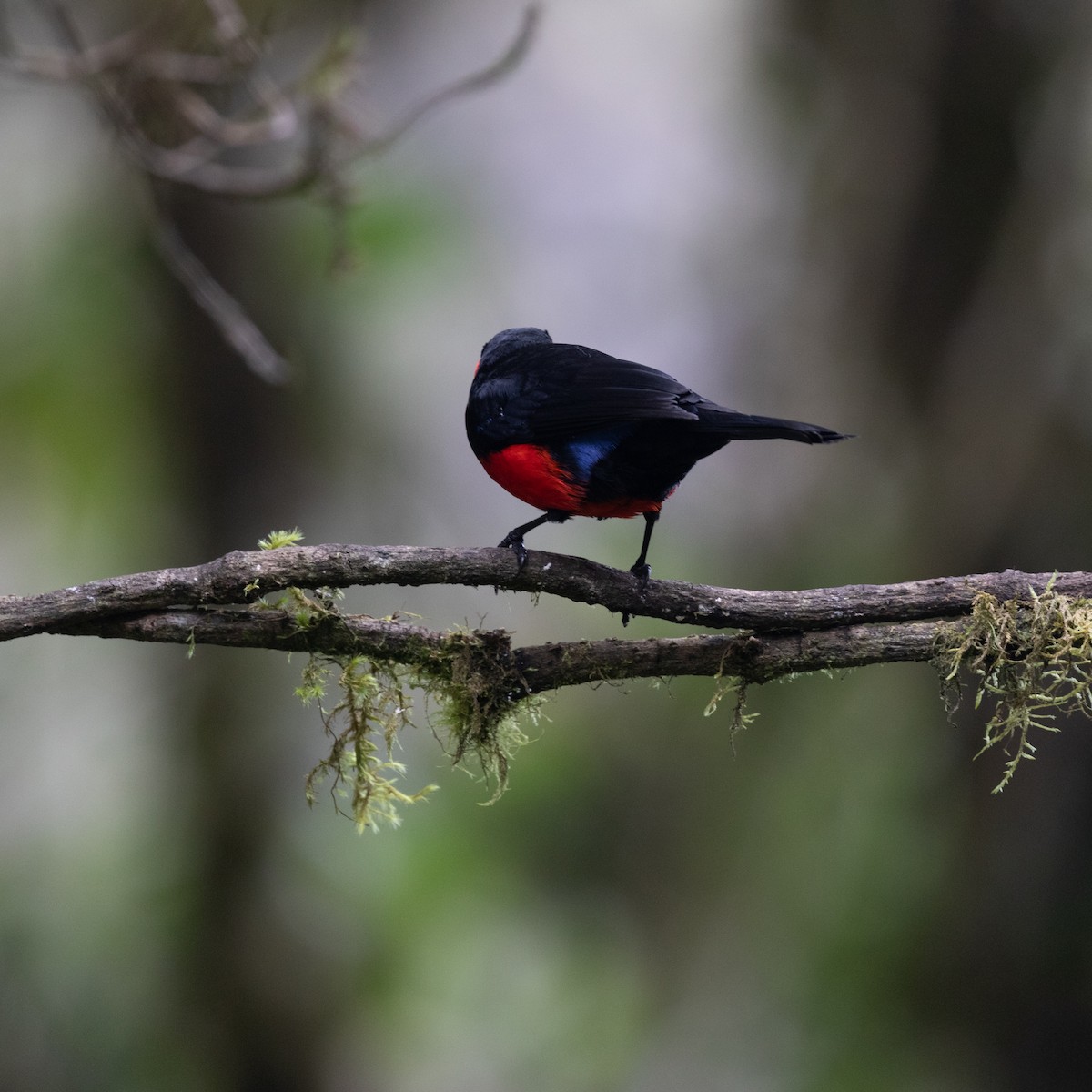 Scarlet-bellied Mountain Tanager - ML618871865