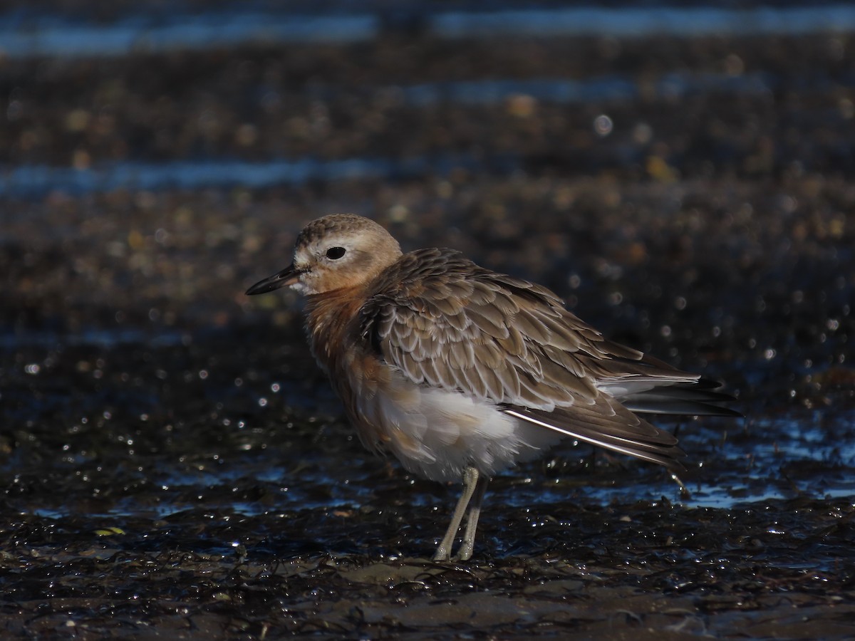 Red-breasted Dotterel - ML618871868