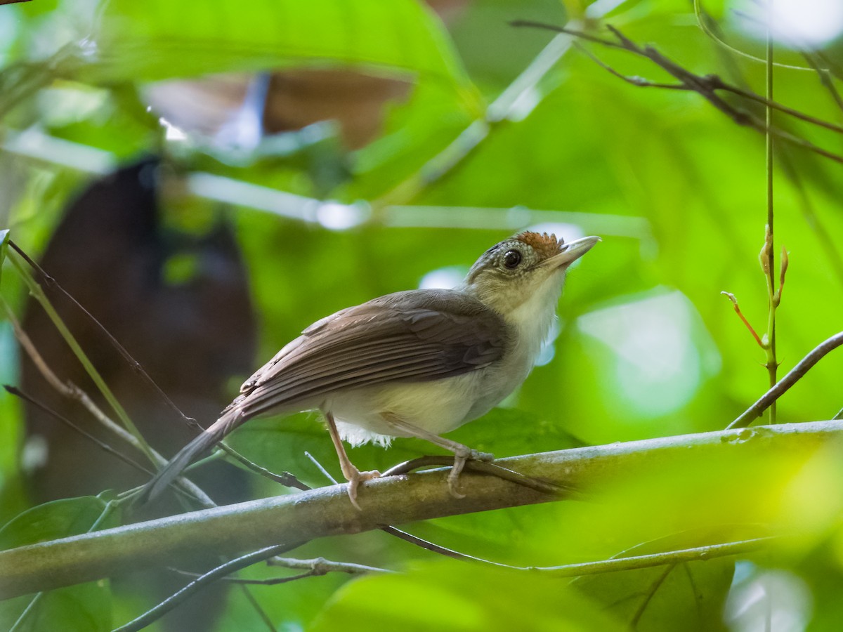 Scaly-crowned Babbler - ML618871885