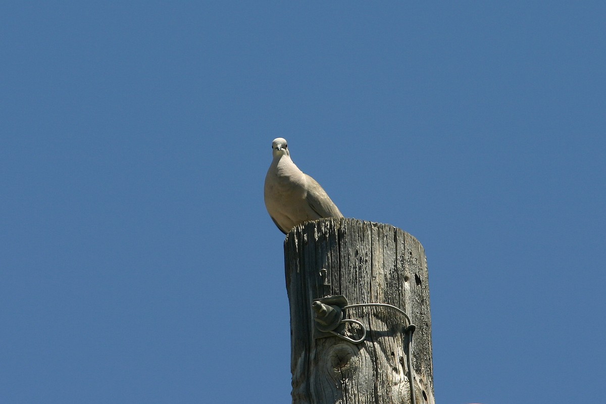 Eurasian Collared-Dove - William Clark