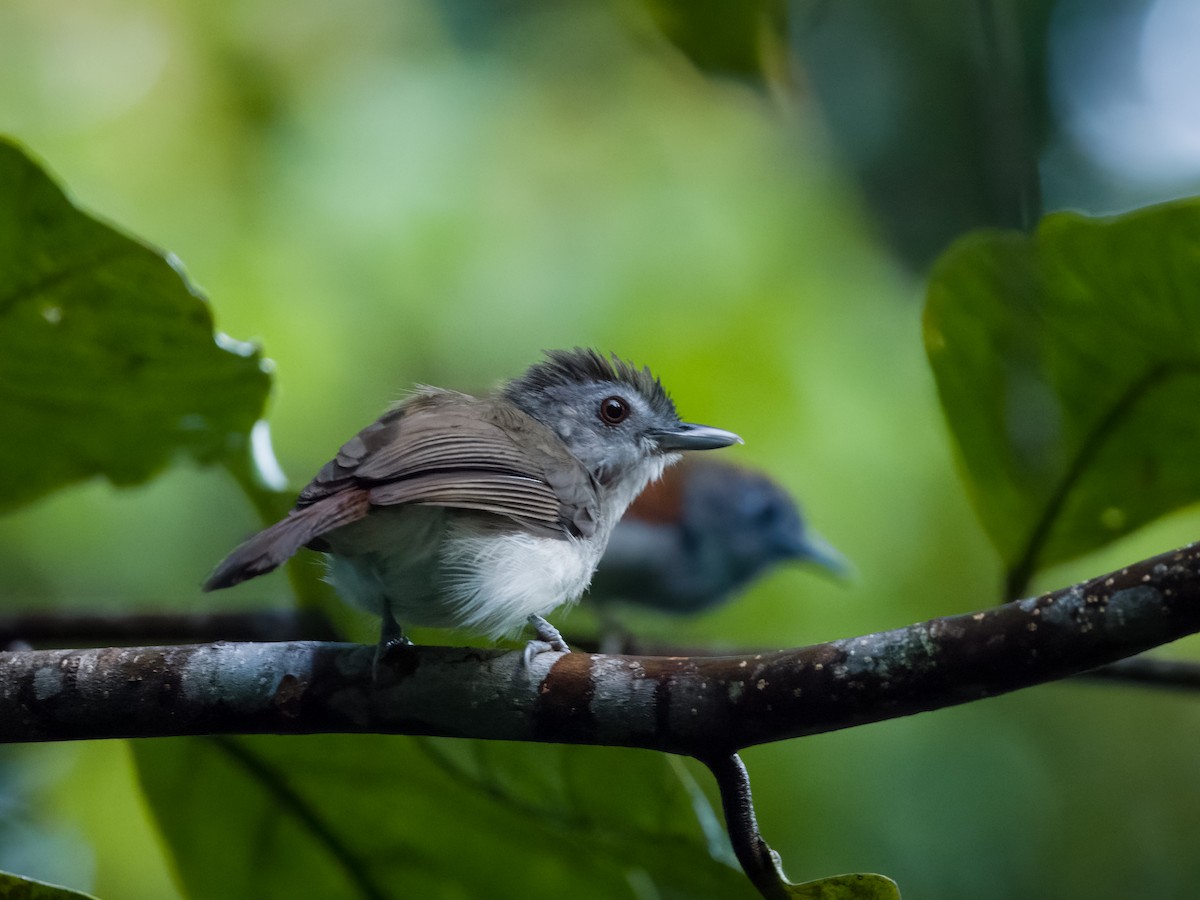 Sooty-capped Babbler - ML618871900