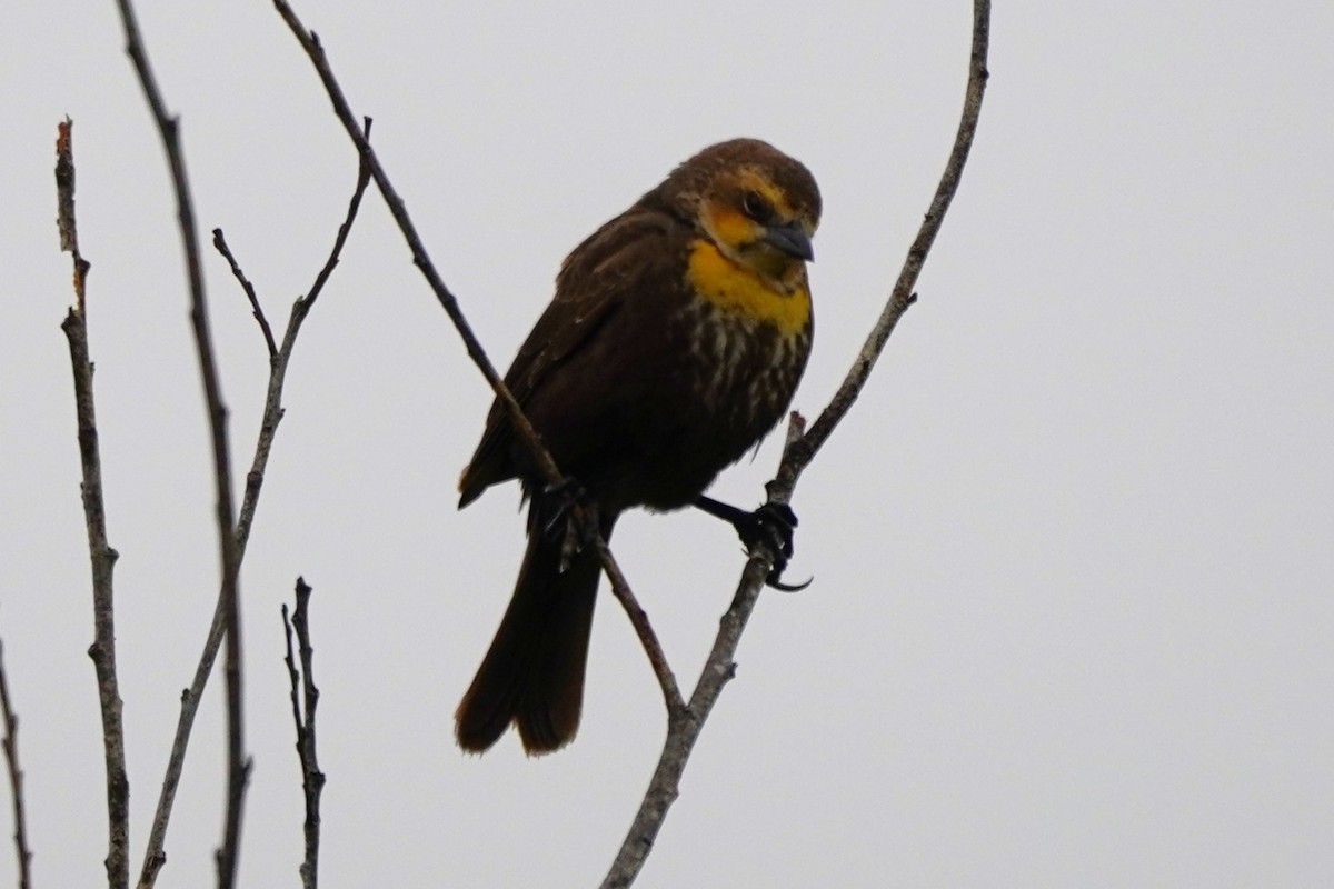 Yellow-headed Blackbird - ML618871904