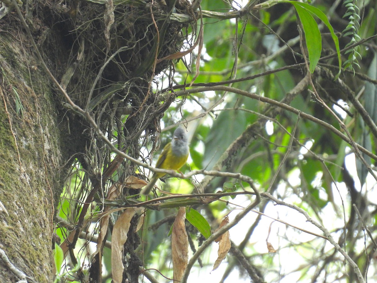 Gray-headed Canary-Flycatcher - Aparajita Datta