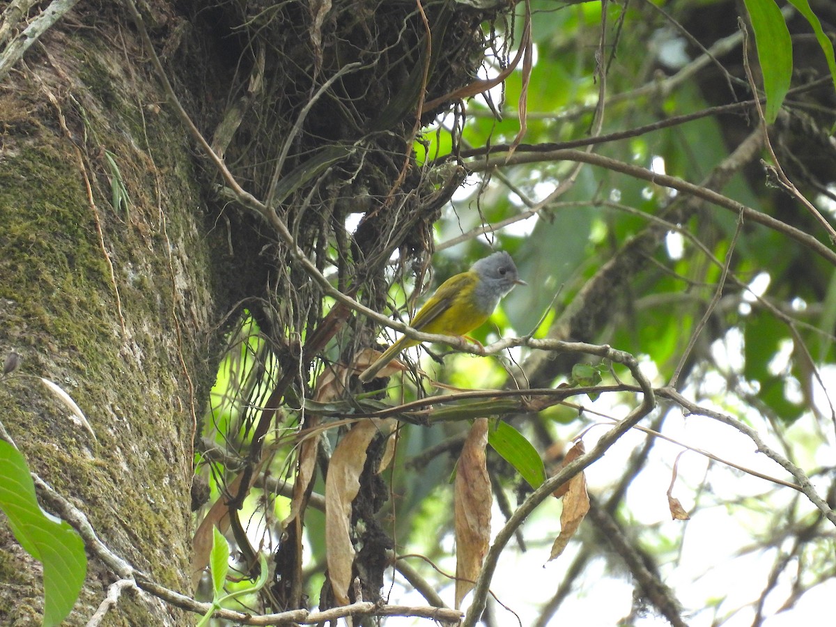 Gray-headed Canary-Flycatcher - Aparajita Datta