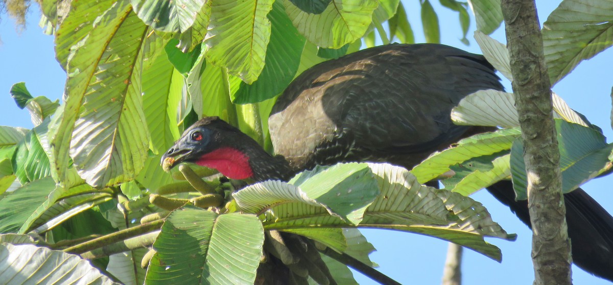 Crested Guan - ML618871962
