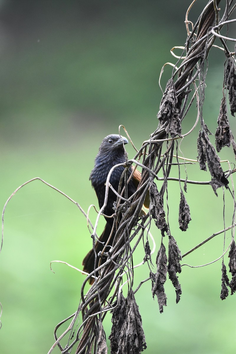 Lesser Coucal - Bright Roy