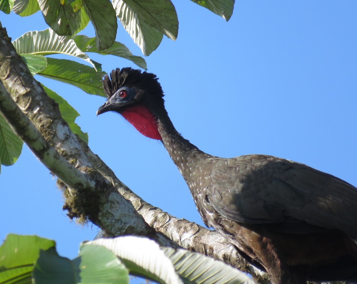 Crested Guan - ML618871979