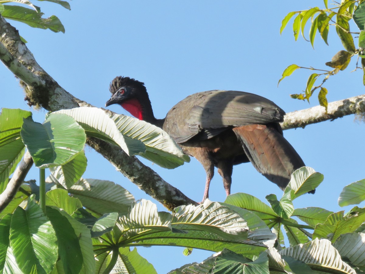 Crested Guan - ML618871987